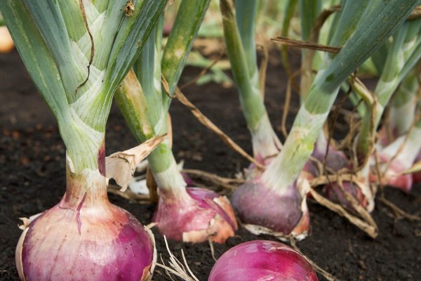 Кракен ссылка onion