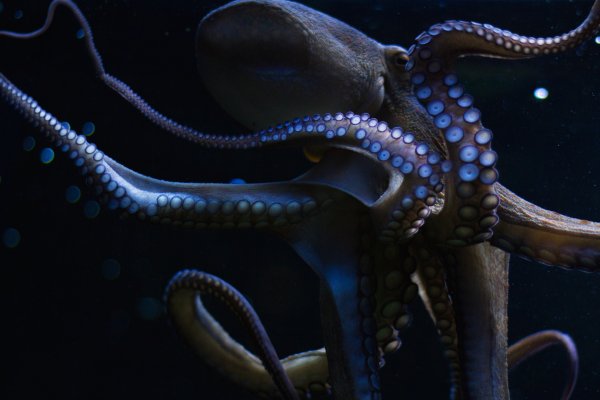 Kraken что это за сайт