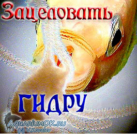 Кракен без впн